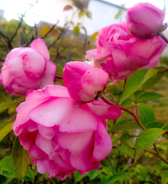 甜蜜的梦图片下载