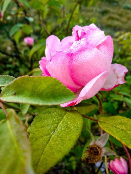 甜蜜的图片下载