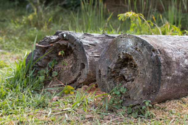 草地上两根老木头的照片。图片下载