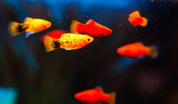 小金鱼在黑暗的鱼缸里游泳。图片下载
