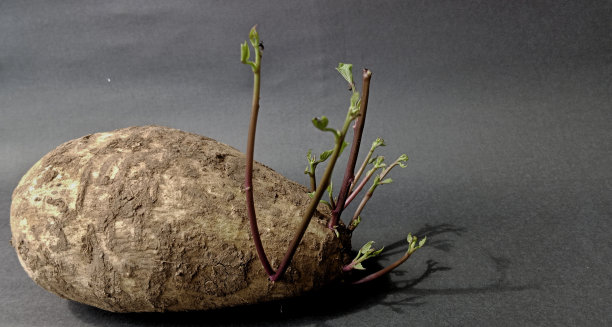 长芽的大木薯图片下载