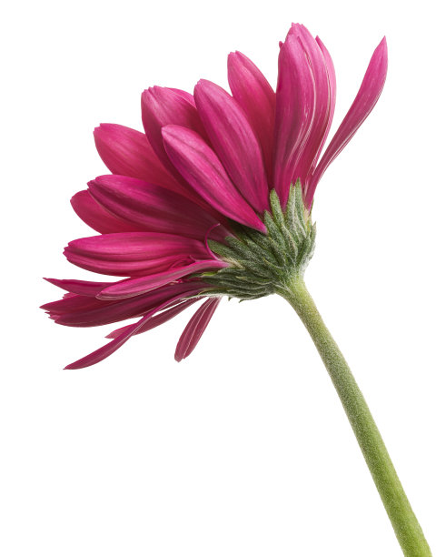 粉红色巴伯顿雏菊花，非洲菊，孤立在白色背景上，有剪枝路径图片下载