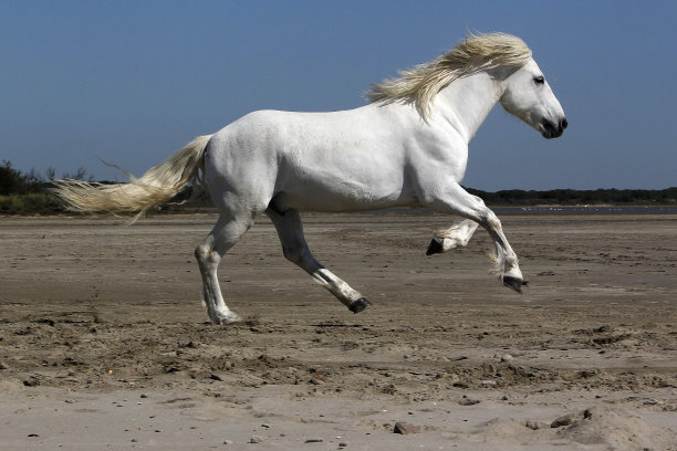 卡马尔格马，在海滩上奔跑的种马，法国南部卡马尔格的圣玛丽图片下载