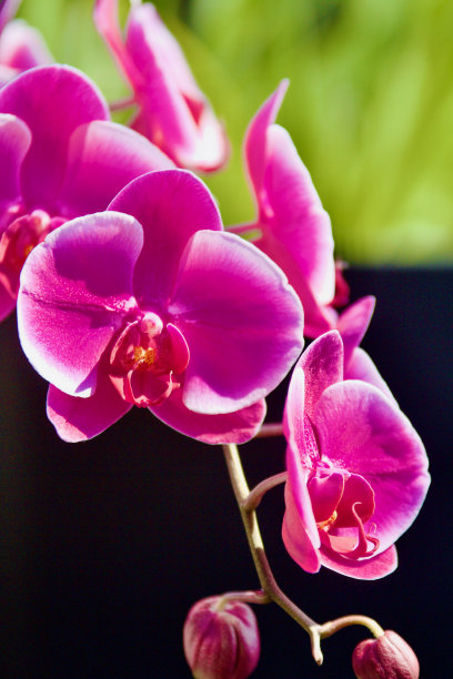 美丽的兰花图片下载