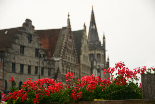 红色盛开的天竺葵。图片下载