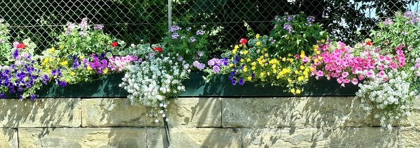 石墙上的花图片下载