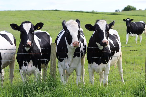 黑白相间的奶牛排成一排，在阳光下凝视着田野的栅栏图片下载