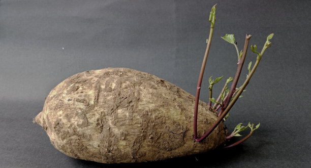 长芽的大木薯图片下载