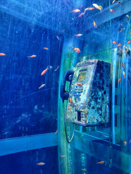 鱼缸里的鱼的照片图片下载