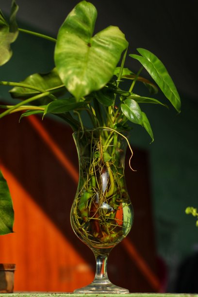 水生植物在用过的玻璃瓶里茁壮成长，回收玻璃瓶作为室内植物图片下载