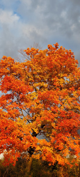 秋叶上的早晨(A)图片下载