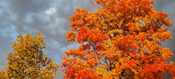 秋叶上的早晨(D)图片下载