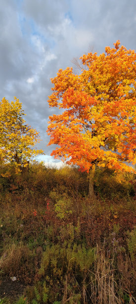 秋叶上的早晨(F)图片下载