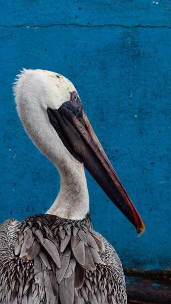 加拉帕戈斯褐鹈鹕，鲜艳的蓝色背景图片下载