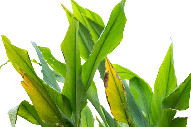 在白色背景上孤立的绿色姜黄叶图片下载
