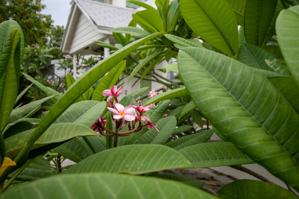 漂亮的粉红色花朵被巨大的绿叶包围着图片下载