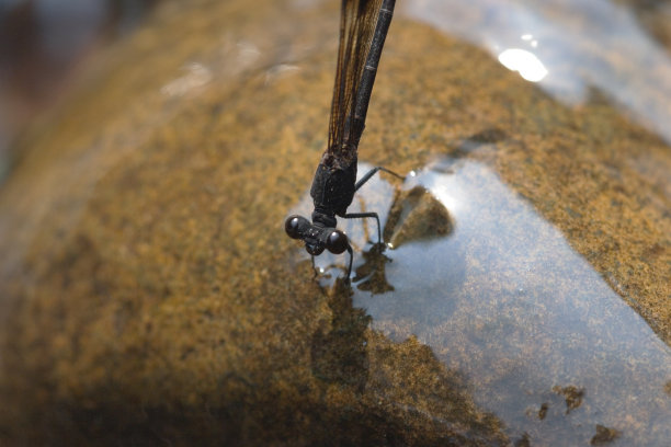 蜻蜓的特写，学名是异翅目图片下载