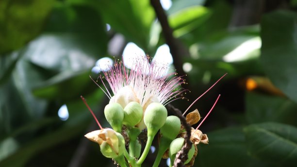 乳酸菌科(巴西坚果科)»美丽的花图片下载
