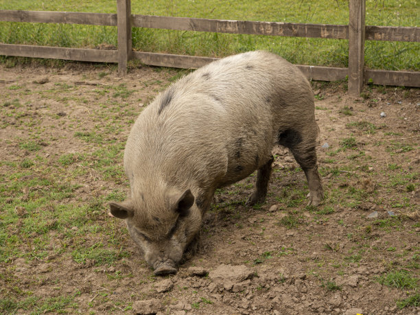 大肚猪。图片下载