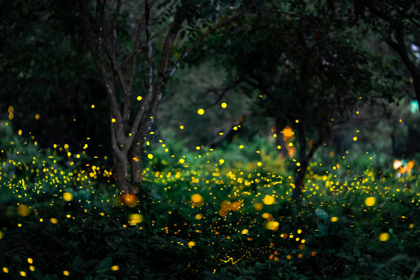 萤火虫在森林里飞翔。萤火虫在夜晚的灯光就像一个童话。泰国普拉钦布里，夜间丛林中的萤火虫。夜间森林中萤火虫发出的光，长曝光照片。图片下载