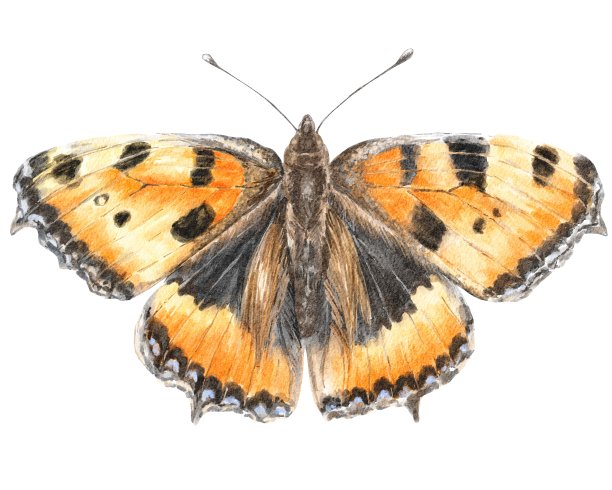 大玳瑁蝴蝶，逼真的插图图片下载