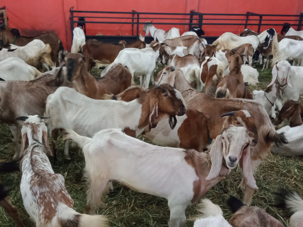 为庆祝宰牲节而出售的一群山羊图片下载