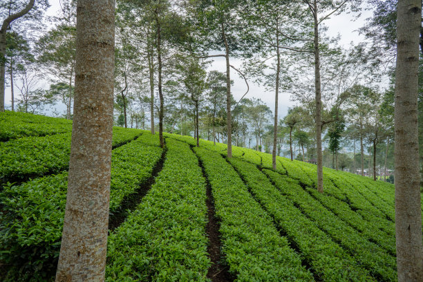 山顶上的茶园景观，天空多云。图片下载
