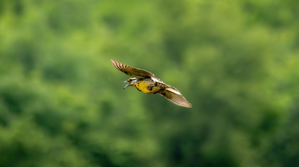 观鸟远足图片下载