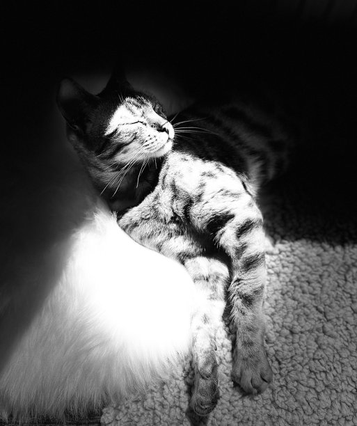 黑白照片的一个美丽的纯种孟加拉猫图片下载