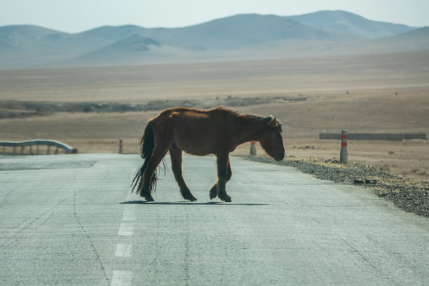 马步行穿过公路图片下载