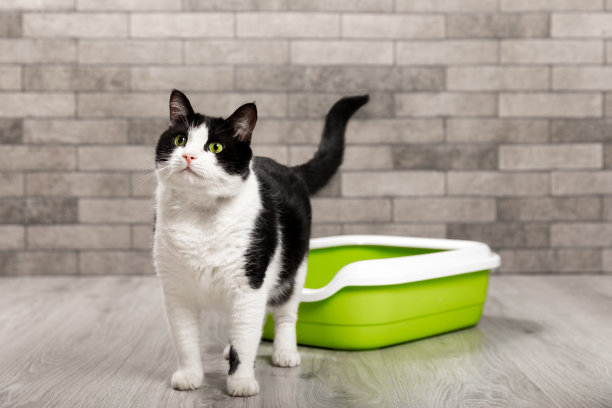 一只猫坐在房间里的猫砂盒里，靠着一堵灰色的空墙。宠物厕所。动物保健。猫盘。放文字的地方。副本的空间。图片下载