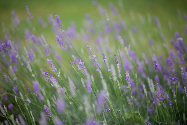 薰衣草花图片下载