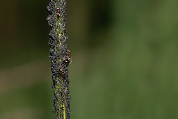 许多黑色的蚜虫挂在茎上。整个茎上长满了蚜虫。几只蚂蚁在蚜虫中间走着。茎在图片的一侧。背景为绿色，并留出文字空间。图片下载