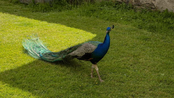 雄性印度孔雀:正面。图片下载