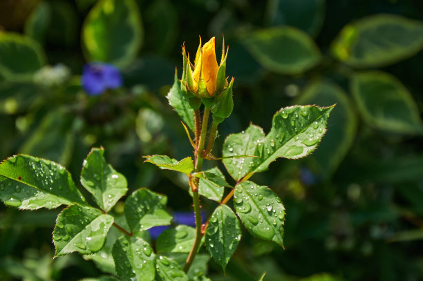 花园里有黄色的玫瑰花蕾和雨滴。雨后晴朗的夏日。图片下载