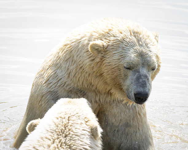 北极熊图片下载