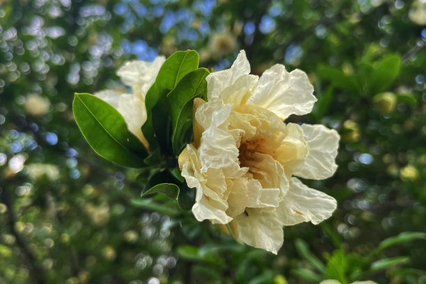 石榴花。图片下载