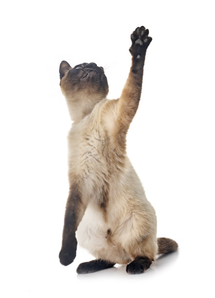 暹罗猫在演播室图片下载