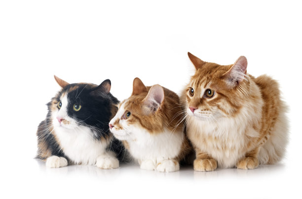 Kurilian Bobtails在演播室图片下载