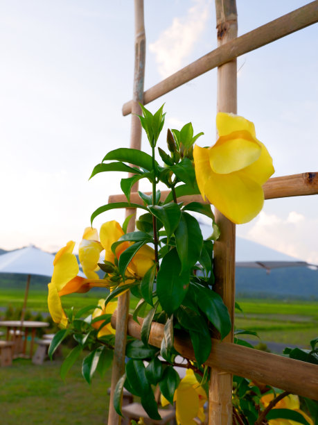 Allamanda Flower或Golden Trumpet图片下载