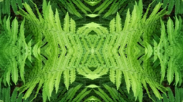 蕨类叶子对称背景，特写，植物壁纸图片下载