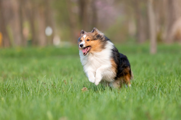 在美丽公园里漫步的活泼喜乐蒂牧羊犬照片，展现了犬种的活力图片下载