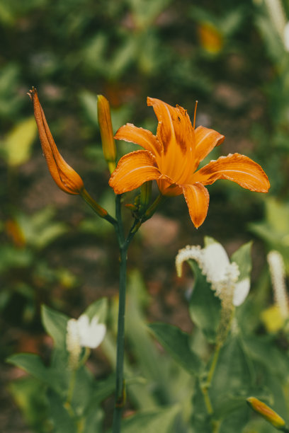亲密的花图片下载