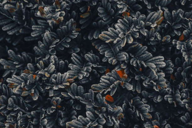 自然界中的植物图片下载