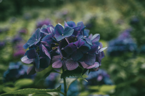 亲密的花图片下载