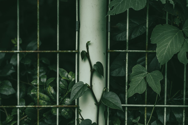 自然界中的植物图片下载