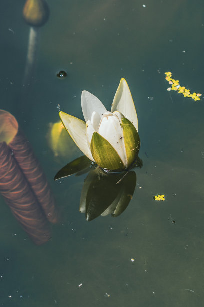 亲密的花图片下载