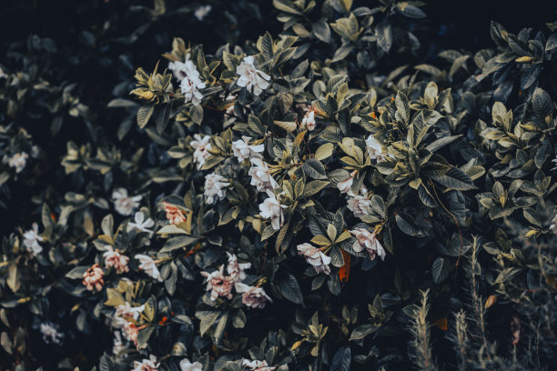 亲密的花图片下载