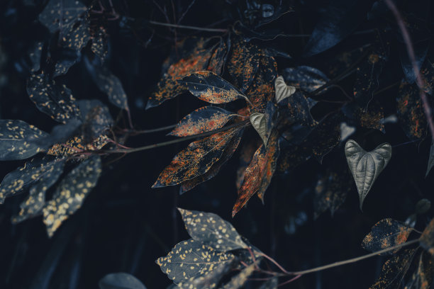 自然界中的植物图片下载