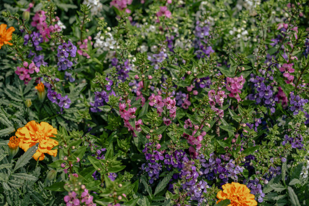 亲密的花图片下载